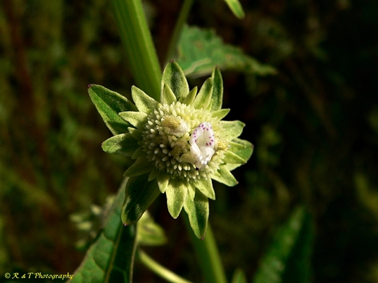 {Hyptis alata}